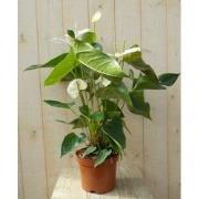 Flamingoplant Anthurium wit 60 cm