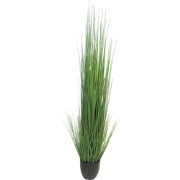 (Best) King festuca green in pot 150cm