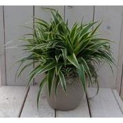 Chlorophytum in taupe pot 25 cm