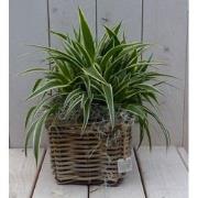 Chlorophytum in mandje 25 cm