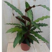 Calathea Wave Star Pauwenplant smal donkergroen blad 30 cm