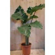 Alocasia Portadora kamerplant