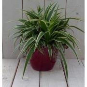 Chlorophytum in donkerrode pot 25 cm