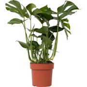 Monstera deliciosa XL - Gatenplant - Pot 21cm - Hoogte 70-80cm