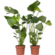 Monstera Deliciosa - Set van 2 - Gatenplant - Pot 17cm - Hoogte 50-60c...