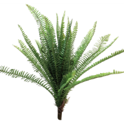 (Best) UV Fern Torres Sunrise 60cm (6 months UV-protected)