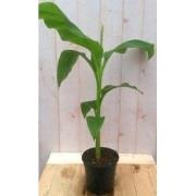 2 stuks - Bananenplant eenjarig groen