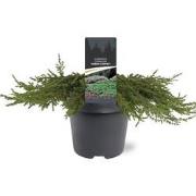 Juniperus communis Green Carpet 40-50 cm Conifeer