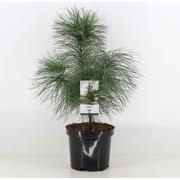 Pinus strobus