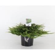 Juniperus hor prince of wales 30 cm