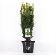 Taxus baccata david 50-60 cm