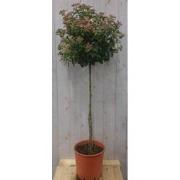 Viburnum Tinus stamhoogte 70 cm en hoogte 150 cm