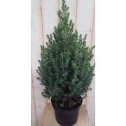 Conifeer Picea 70 cm