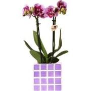 Kolibri Orchids | Paarse phalaenopsis orchidee El Salvador + Mosa sier...