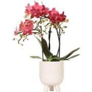 Kolibri Orchids | Rode Phalaenopsis orchidee  Congo + Gummy pot traver...