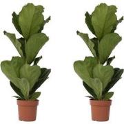 Ficus Lyrata - Set van 2 - Vioolbladplant - Pot 21cm - Hoogte 70-90cm