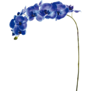 Blauwe phalaenopsis steel H100