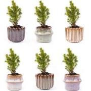 URBANJNGL - Mini kerstboom set 6 - Inclusief pot set Barcelona