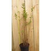 Haaggoed Ligustrum Ovalifolium 50 tot 70 cm