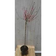 Prunus Okame op 40 cm stam