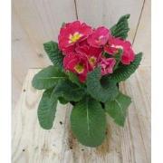 5 stuks! Vaste Plant Primula Roze Geel