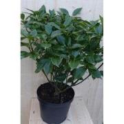 Broodboom Aucuba Japonica 100 cm Groen