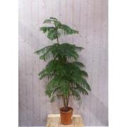 Kamerden Araucaria 100 cm kamerplant