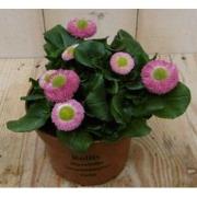 5 stuks - Bellis Madeliefje roze/rood