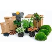 URBANJNGL - Plant terrarium pakket Jungle 5 - Navul & Startpakket DIY ...