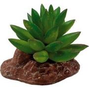 Repto Aquadistri plant aloes