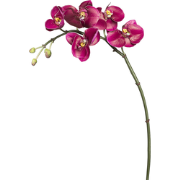 Fuchsia phalaenopsis orchidee kunststam H42