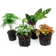 URBANJNGL - Terrariumplantenpakket Lancifolia - 4 planten - Calathea -...