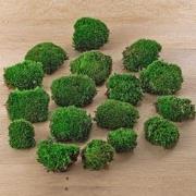 URBANJNGL - Kussentjes mos - Leucobryum glaucum