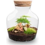 URBANJNGL - Planten terrarium • Little Joe • Ecosysteem plant • ? 21,5...