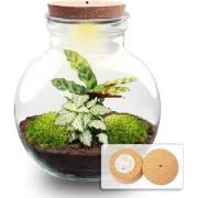 URBANJNGL - Planten terrarium - Teddy - Ecosysteem plant - ? 26,5 cm