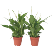 Spathiphyllum 'Lepelplant' - Set van 2 - Pot 12cm - Hoogte 30-40cm