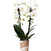 Kolibri Orchids | witte Phalaenopsis orchidee - Niagara Fall - potmaat...