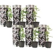 Jasminoides Officinale - Set van 6 - Wit - Jasmijn - Pot 9cm - Hoogte ...