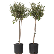 Olea Europaea - Olijfboom op stam - Set van 2 - Pot 19cm - Hoogte 80-9...