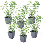 Solanum Rantonnetii 'Nachtschade' - 6 stuks - Struik - Pot 9 cm - Hoog...