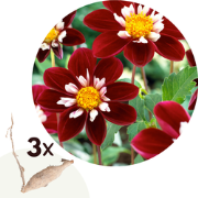 Dahlia 'Mary Evelyn' - Set van 3 - Dahliaknollen - Zomerbloeiers - Roo...