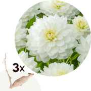 Dahlia 'White Perfection' - Set van 3 - Dahliaknollen - Zomerbloeiers ...