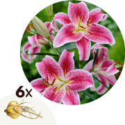 Lilium orientalis 'Stargazer' - Set van 6 - Lelie - Bloemknollen - Paa...