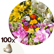 Freesia - Mix van 100 - Freesia Dubbel Mix - Bloembollen