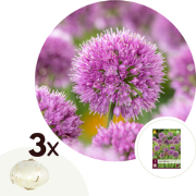 Allium Millenium - bloembollen - Set van 3