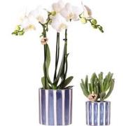 Kolibri Orchids | Set van witte Phalaenopsis orchidee Amabilis en Succ...