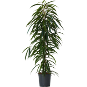 Wilgenblad Ficus - Ficus binnendijkii - Hoogte 100-110cm - ?21cm