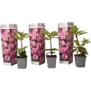 Rhododendron roze - Set van 3 - Roseum 'Elegans Pink' - Hoogte 25-40cm...