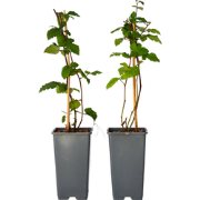 Bramenplant - Set van 2 - Rubus fruticosus 'Thornfree' - Hoogte 50-60c...