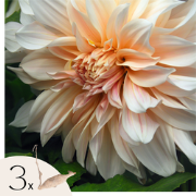 Dahliaknollen - Set van 3 - Dahlia 'Café au Lait'